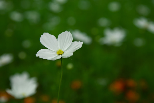 野花