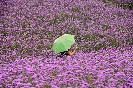 花海