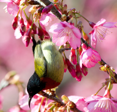 太阳鸟 樱花