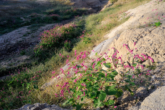 河滩野花