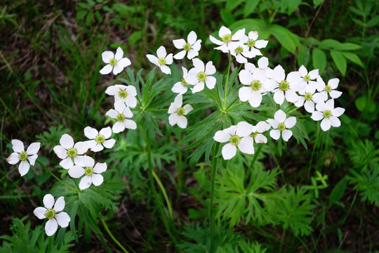 二歧银莲花