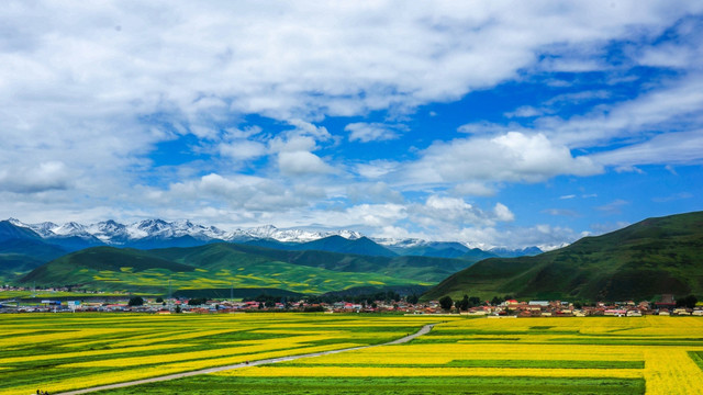 油菜花田