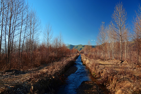 泸沽湖风景区树林