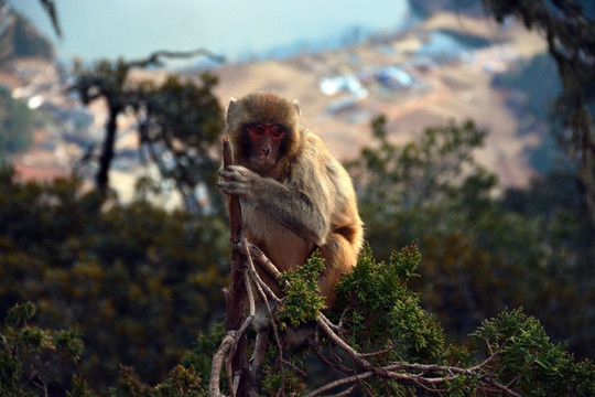 泸沽湖风景区野猴子