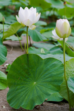 莲花 荷花 睡莲