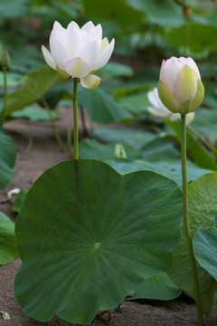 莲花 荷花 睡莲