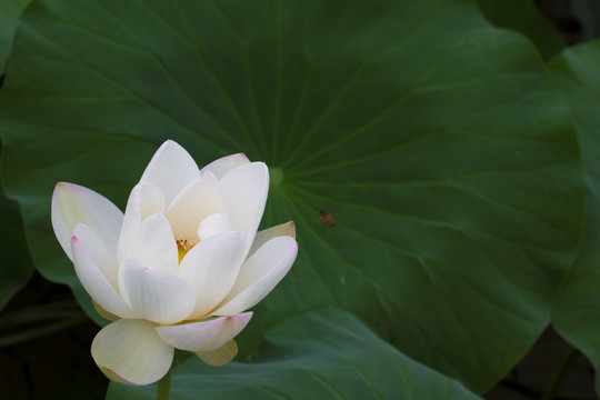 莲花 荷花 睡莲