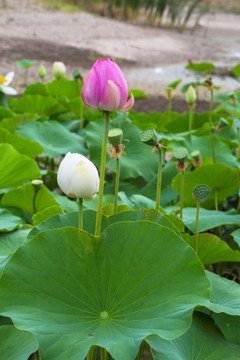 荷花 荷包 莲花