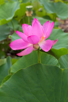 睡莲 荷花 莲花