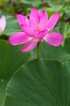 睡莲 荷花 莲花