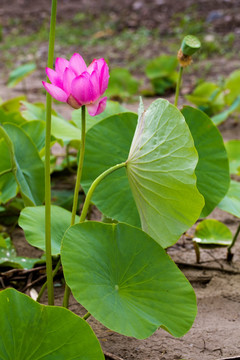 荷花 睡莲