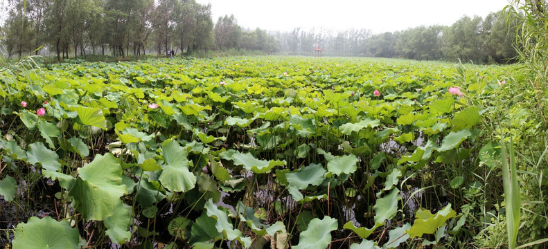 微山湖红荷湿地180全景