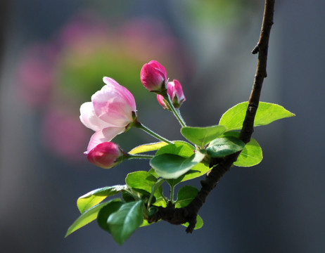 海棠花 花卉 花朵 春花 花瓣