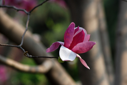 玉兰花 紫玉兰 花卉 花朵