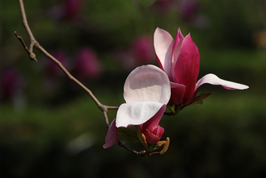 玉兰花 紫玉兰 花卉 花朵