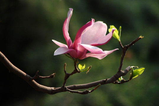 玉兰花 紫玉兰 花卉 花朵