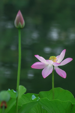 荷花