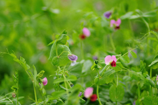 豌豆花