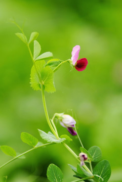 豌豆花