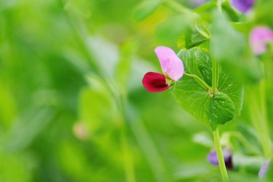 豌豆花