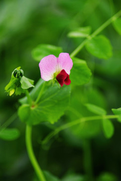 豌豆花