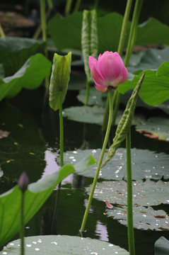 雨荷