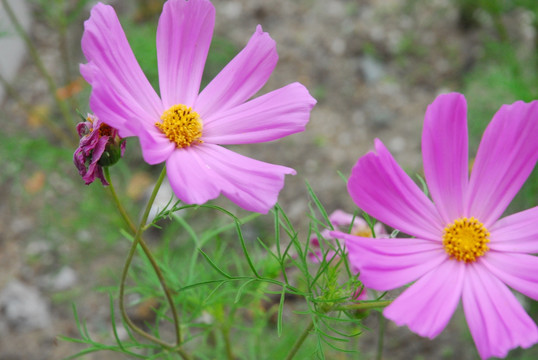 大波斯菊