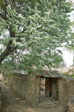 流苏桂花树