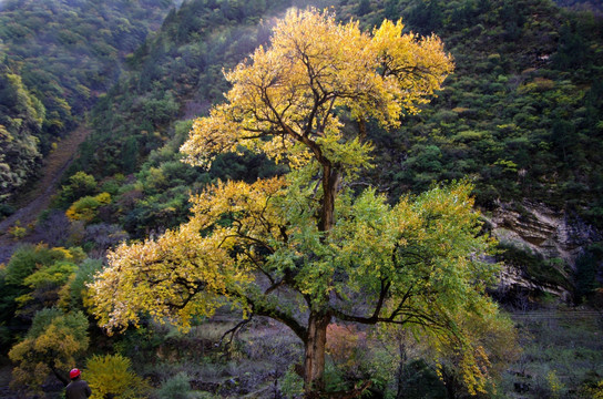 红叶 风景 树