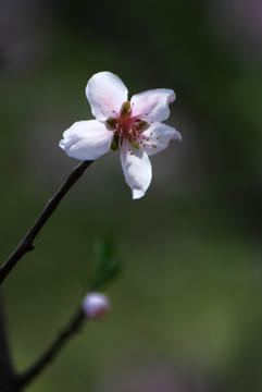 桃花 花卉 花朵 春花 花瓣