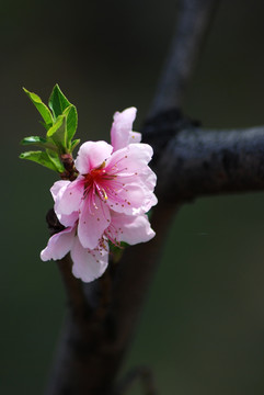 桃花 花卉 花朵 春花 花瓣