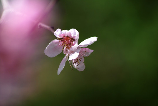 桃花 花卉 花朵 春花 花瓣