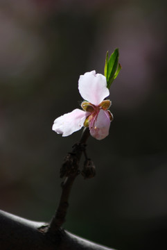 桃花 花卉 花朵 春花 花瓣