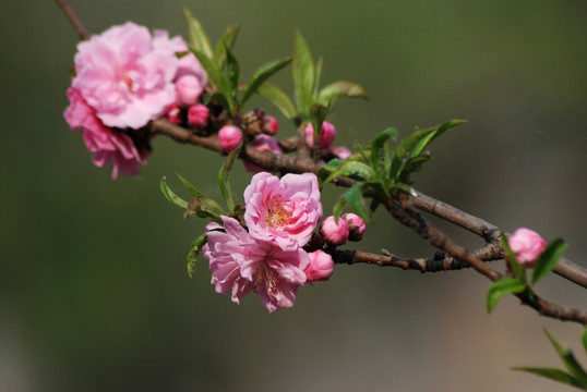 桃花 碧桃 花卉 花朵 春花