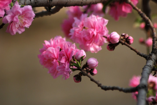 桃花 碧桃 花卉 花朵 春花