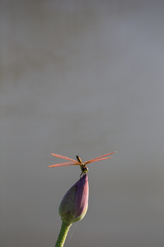 荷花上的红蜻蜓 侧逆光 竖片