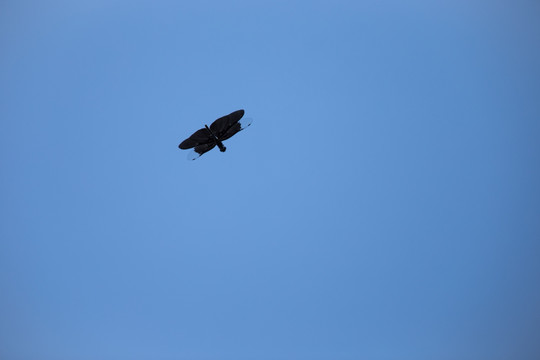 蓝天上飞舞的黑蜻蜓