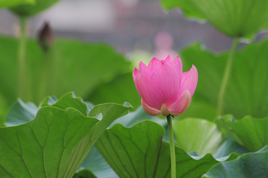 雨荷