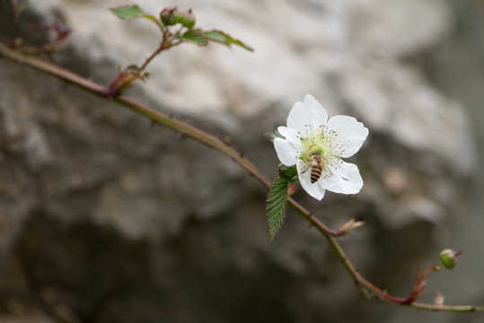 山莓花