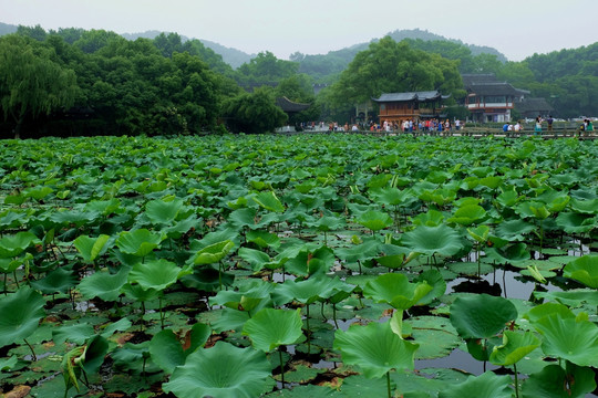 曲院风荷