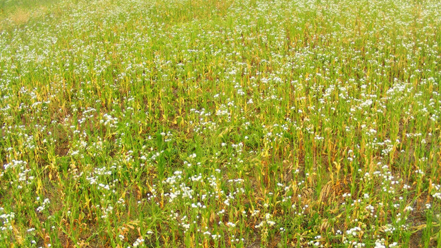 野菊花