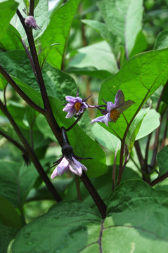 茄子花