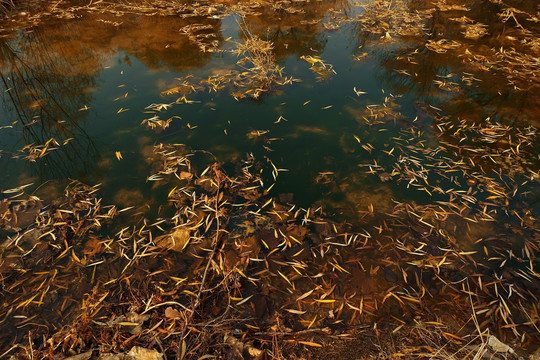 水塘漂浮的树叶
