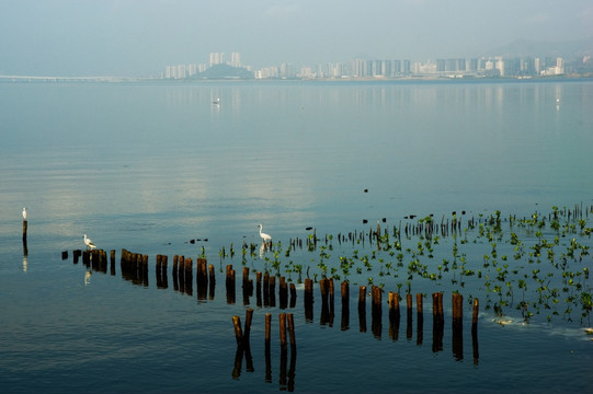 公园 海洋 候鸟