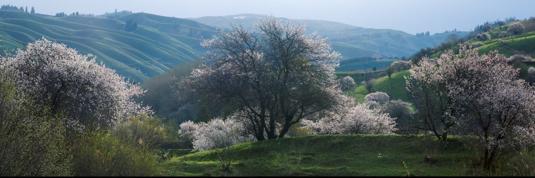 野杏花 库尔德宁风景区