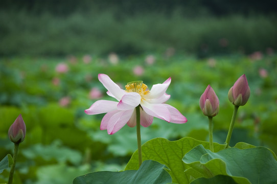 雨荷