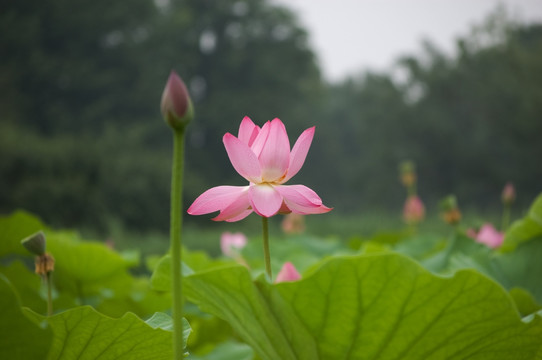 雨荷