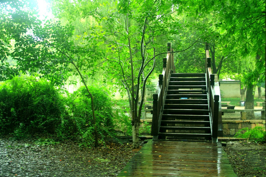 拱桥 柳树 雨天