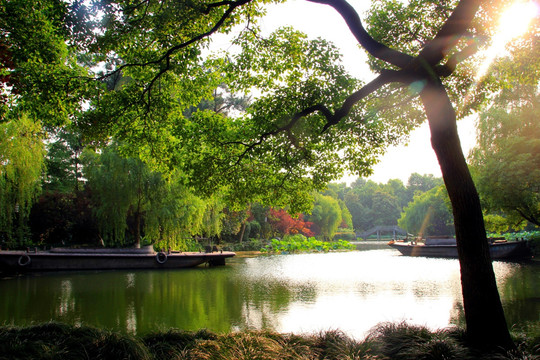 树木 古树 西湖风景