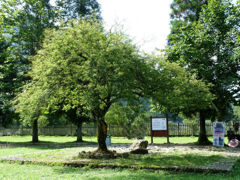 江西井冈山风景区 古树 绿树